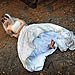 Trash The Dress gallery photo by Chesler Photography