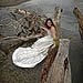 Trash The Dress gallery photo by Chesler Photography